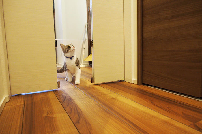 デザイン性の高い２．４ｍのハイドアに猫ドアがついており、ドアを閉めていても自由に猫ちゃんが行き来できます。