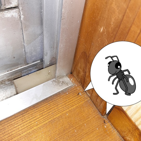 太陽に蟻 51xbJ-nqstL._UF350,350_QL50_.jpg