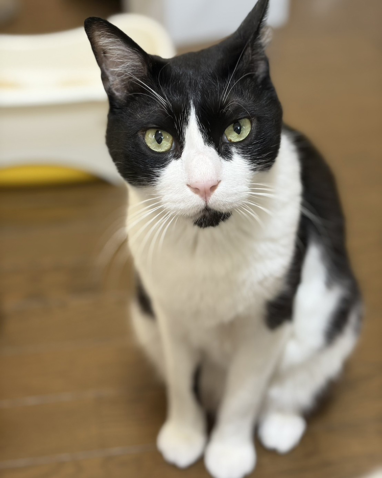 床に座る白黒模様の愛猫ハチ