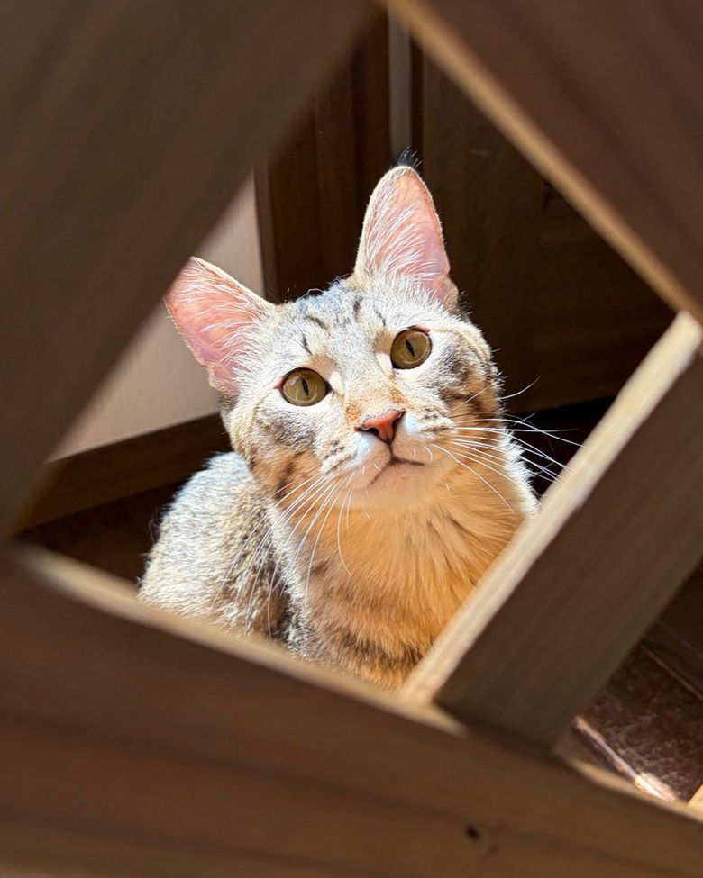 木製家具の隙間から顔をのぞかせる愛猫サン太