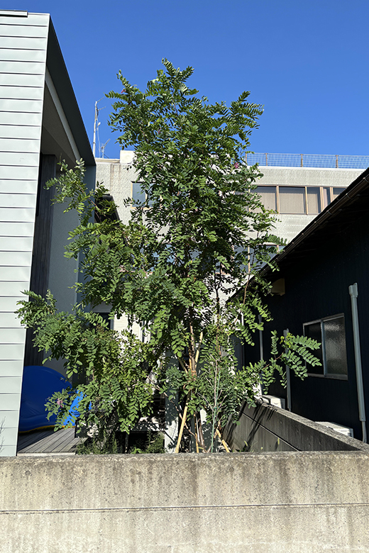 自分で植えてから約1年半で3m以上に成長したニセアカシアの庭木